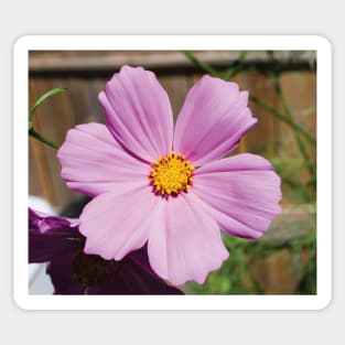 Pink Cosmos Flower Sticker